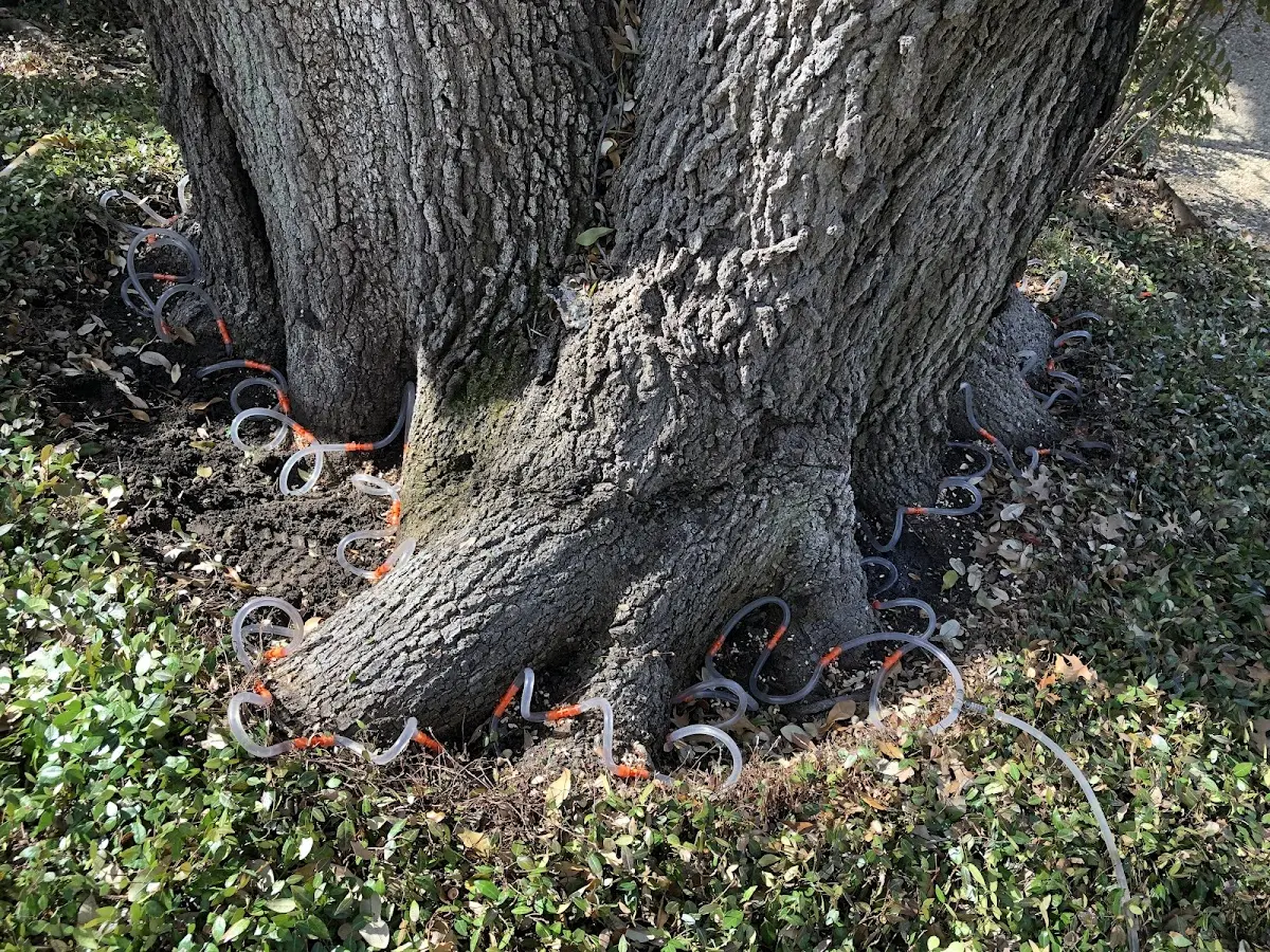 Detailed Tree Cabling and Bracing job site in Fontana